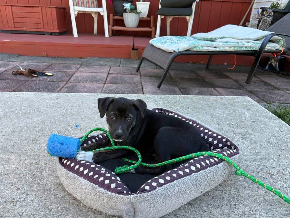 Fonzie
