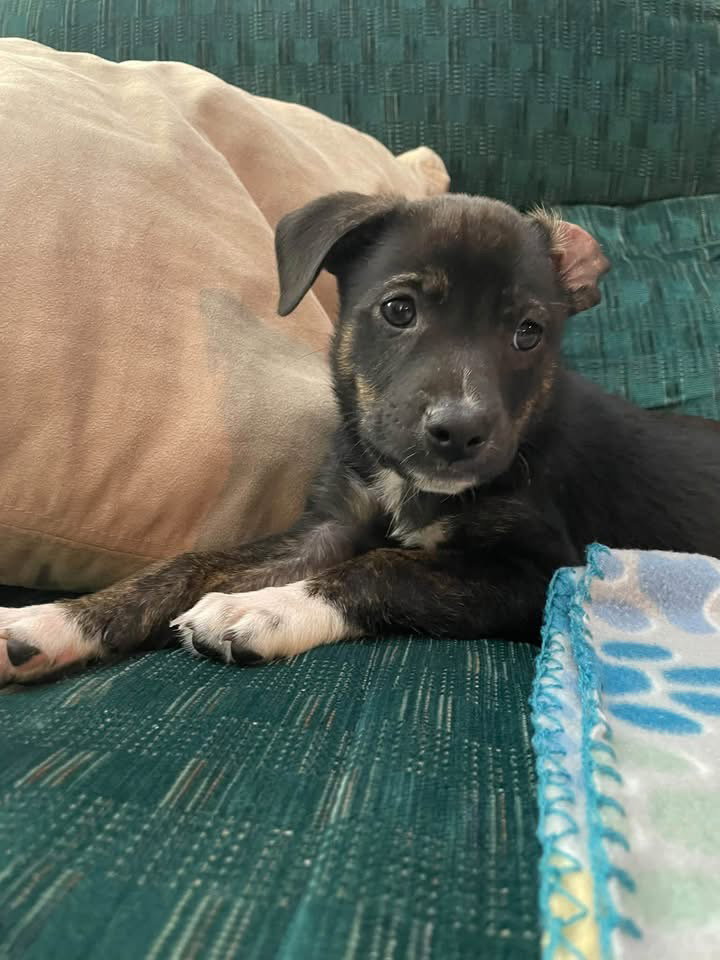 Fonzie, photo 3