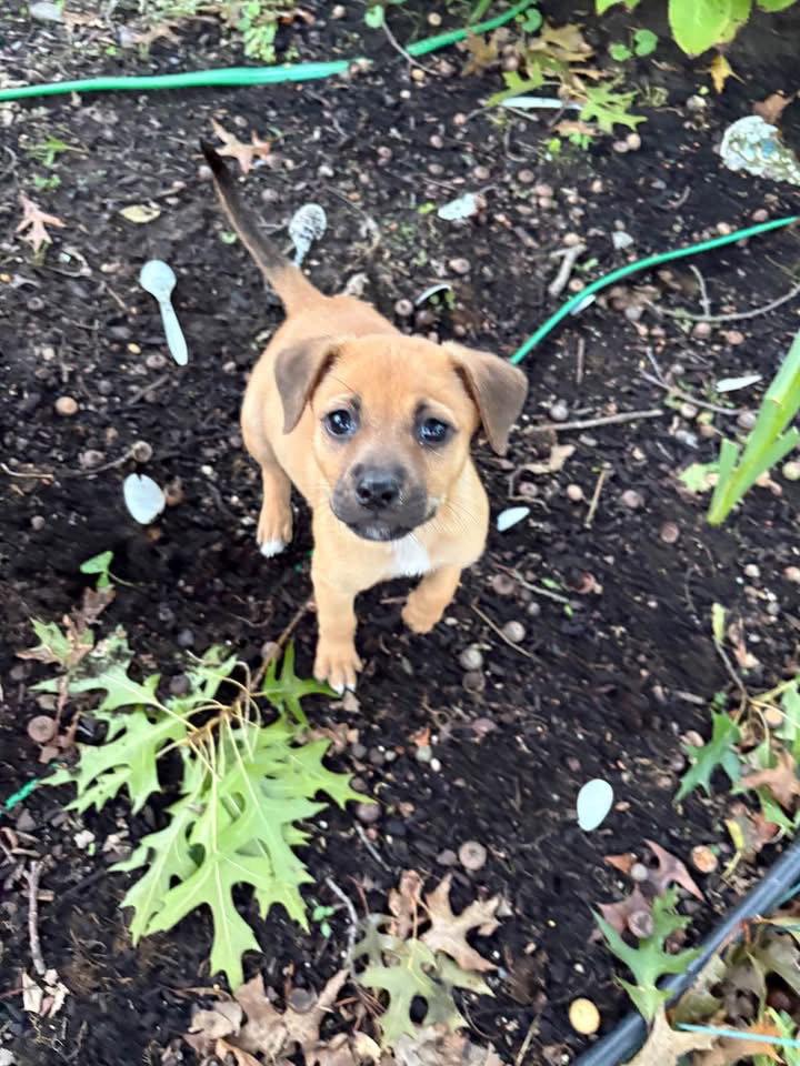 Butterscotch, Terrier