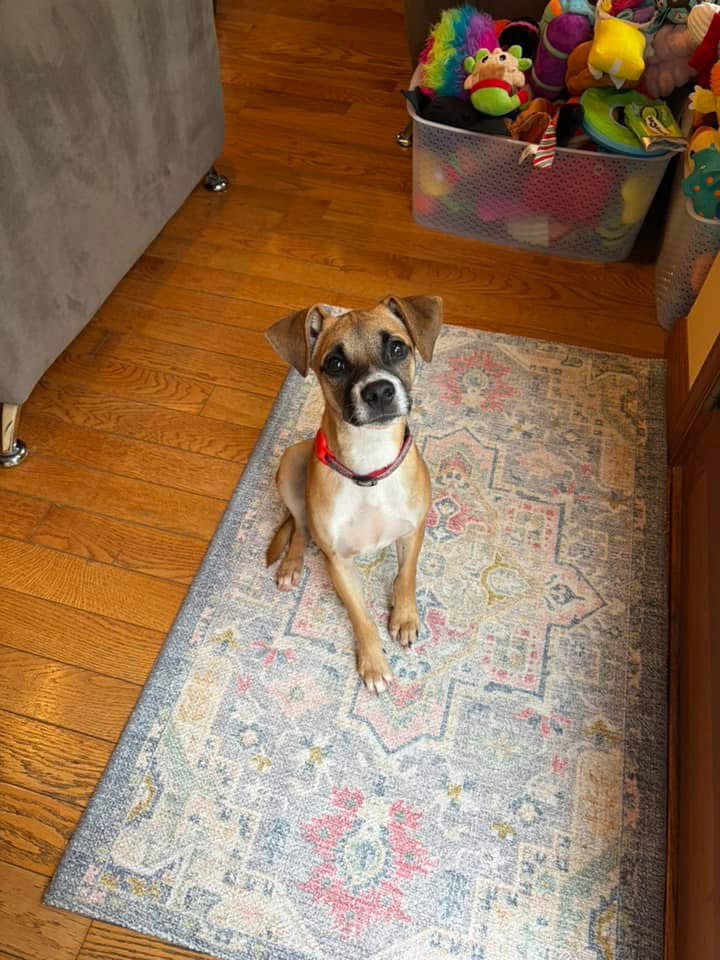 Marvin, Terrier