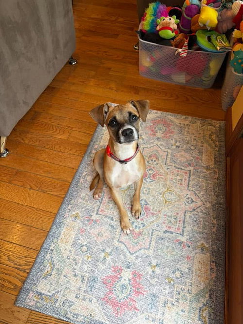 Marvin, a dog for adoption from All Mutts Matter Rescue