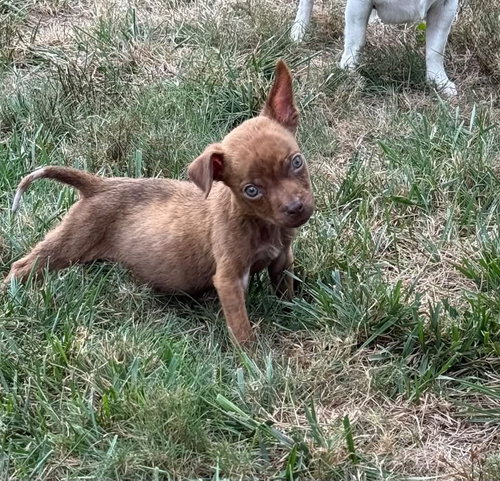 Sammy, a dog for adoption from All Mutts Matter Rescue