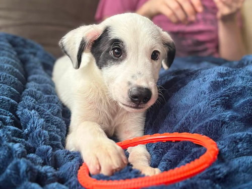 Nimbus, a dog for adoption from All Mutts Matter Rescue