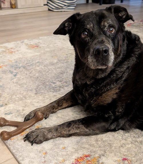 Tara, an adoptable Retriever in Wilmington, NC