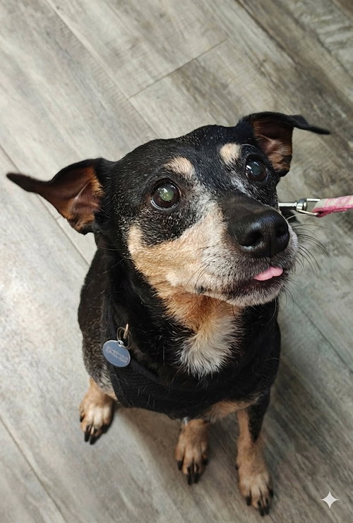 Lemon, a dog for adoption from Freedom Bridge Animal Rescue NC