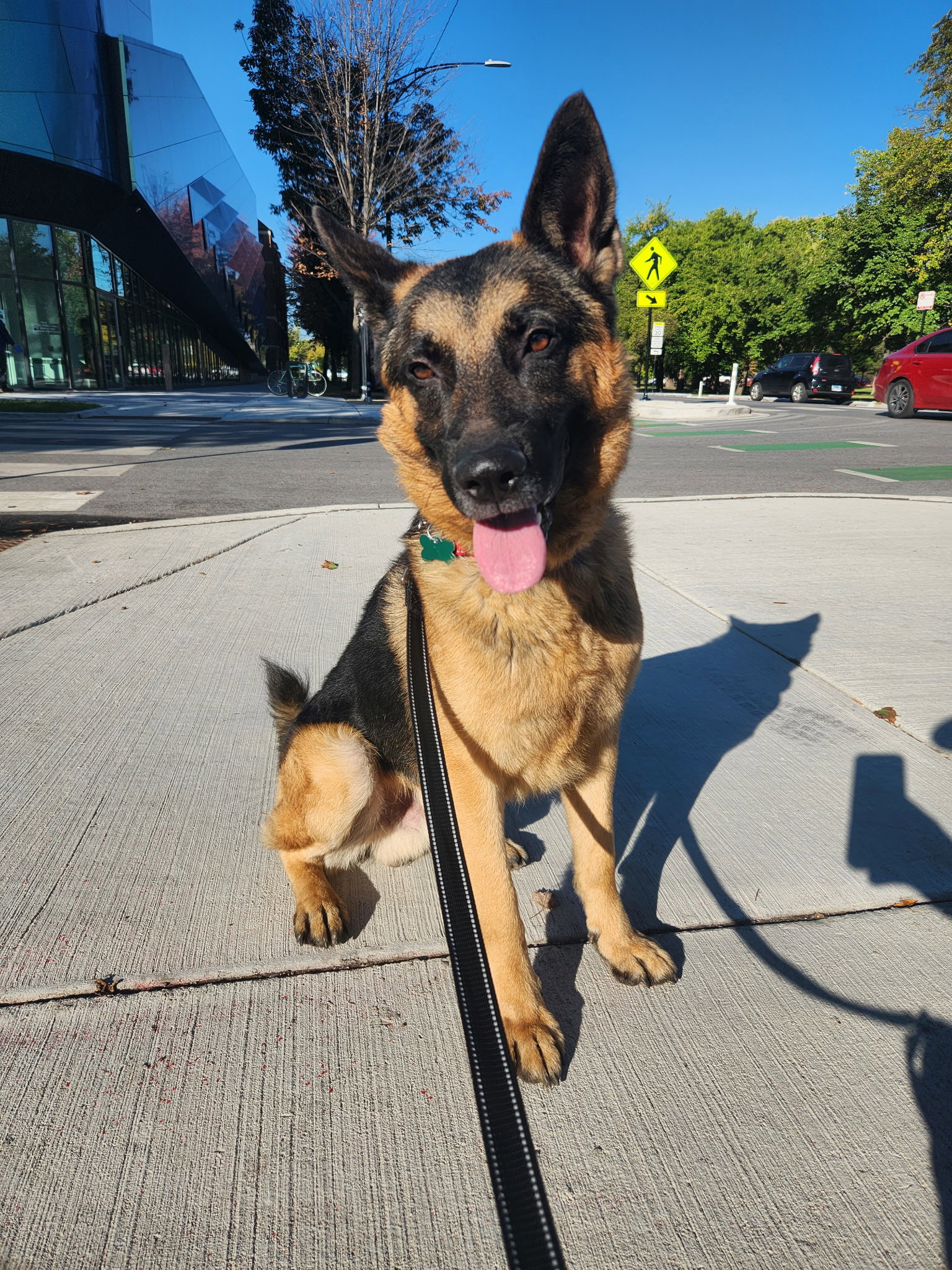 German Shepherd