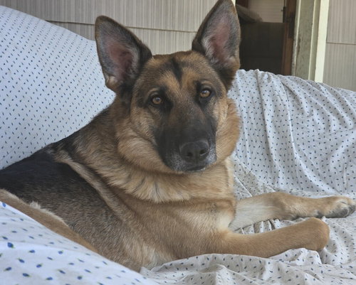 Minnie, an adoptable German Shepherd Dog in SKOKIE, IL