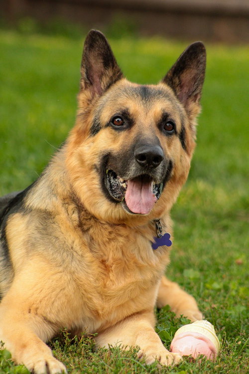 Schnapps, an adoptable German Shepherd Dog in SKOKIE, IL