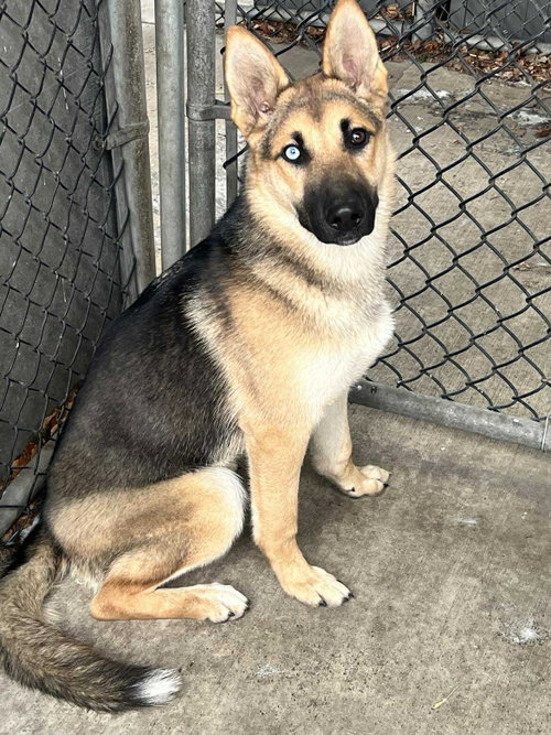 Willow (Moira), an adoptable German Shepherd Dog in SKOKIE, IL