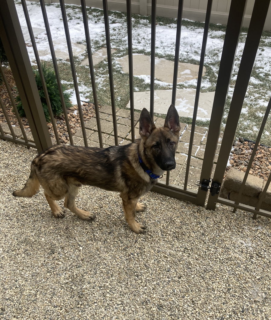 Viko