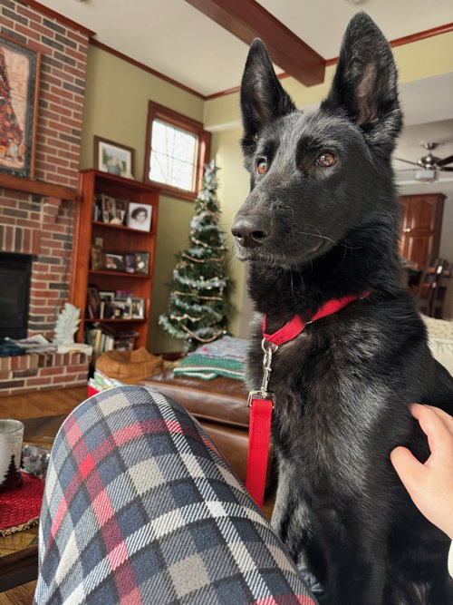Eddie, an adoptable German Shepherd Dog in SKOKIE, IL