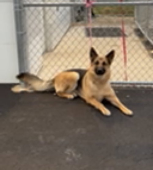 Darcy, an adoptable German Shepherd Dog in SKOKIE, IL