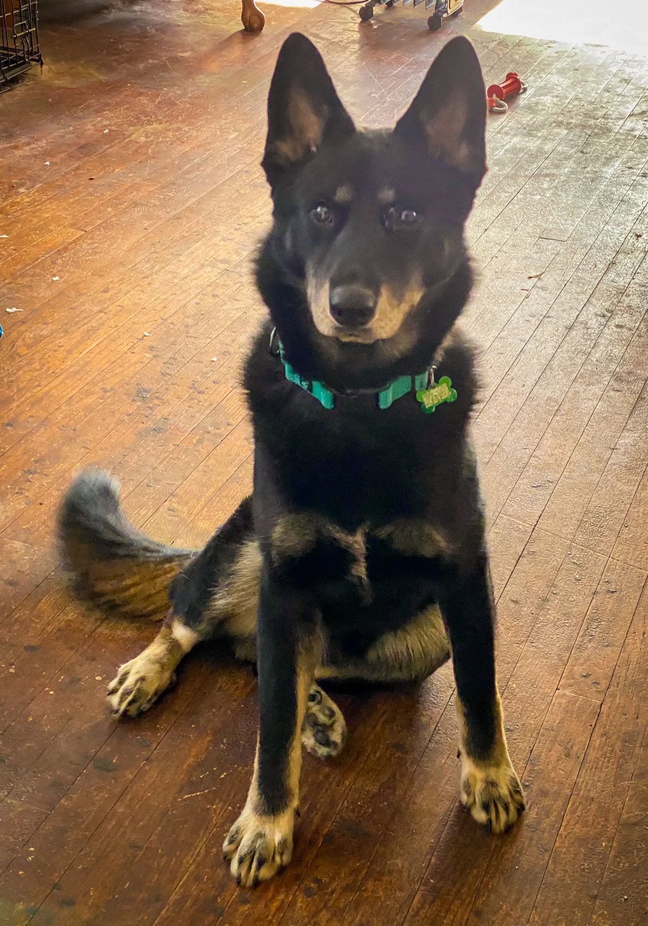German Shepherd