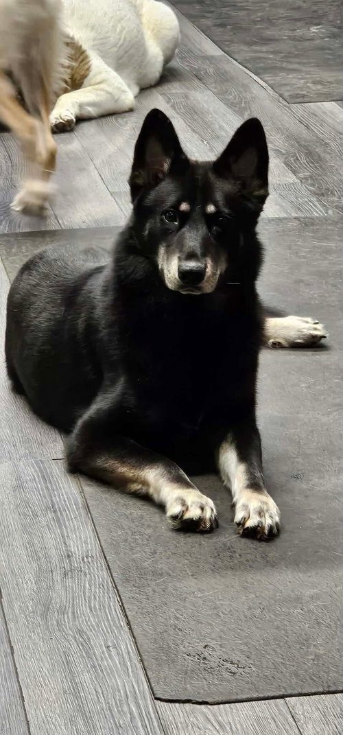 Elvis photo 4