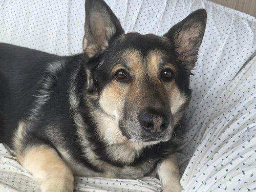 Duke, an adoptable German Shepherd Dog in SKOKIE, IL