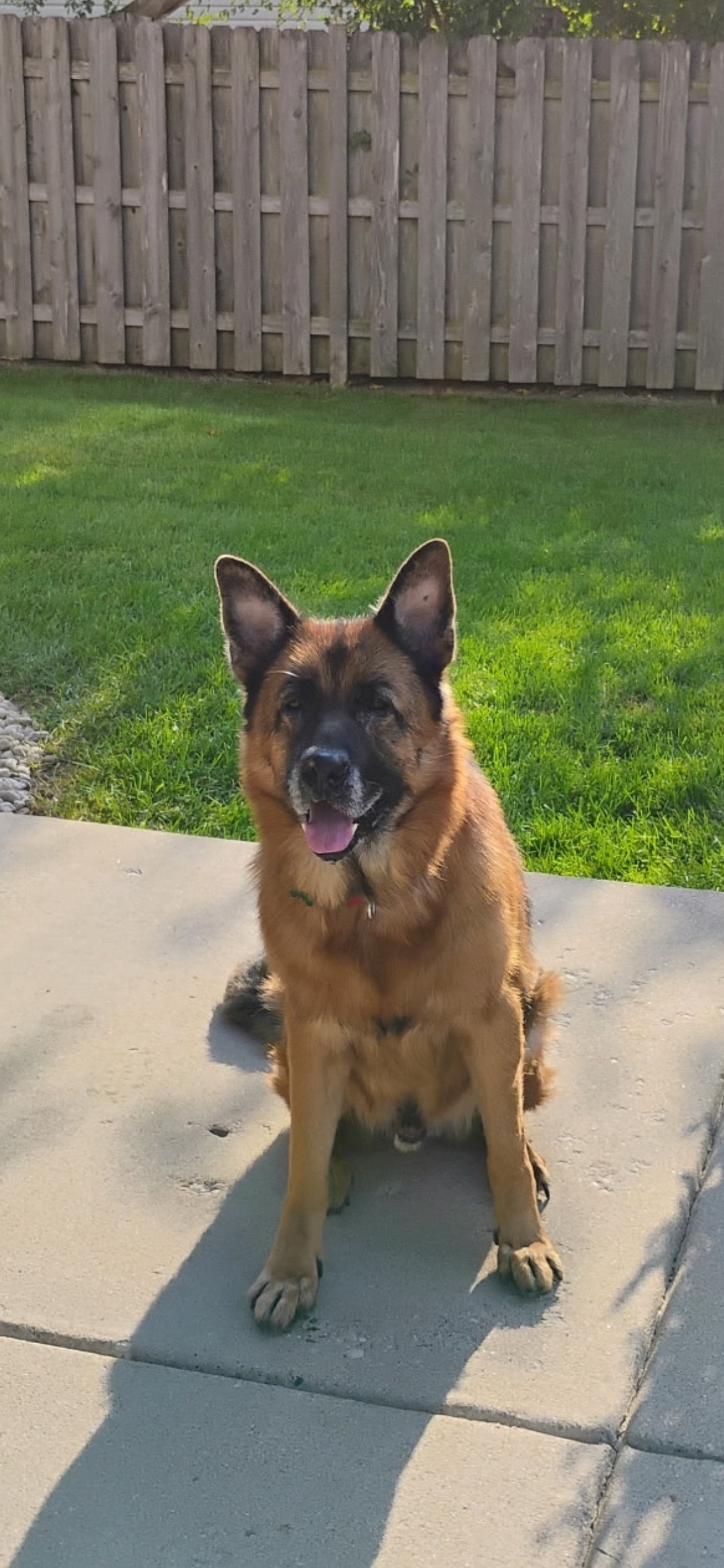 Charly, German Shepherd Dog