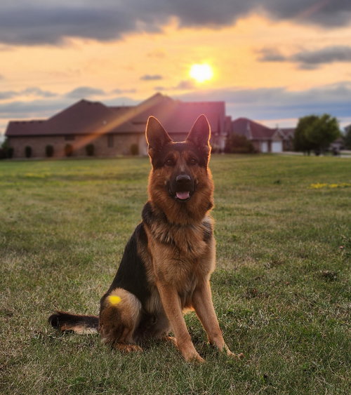 Mox, an adoptable German Shepherd Dog in SKOKIE, IL