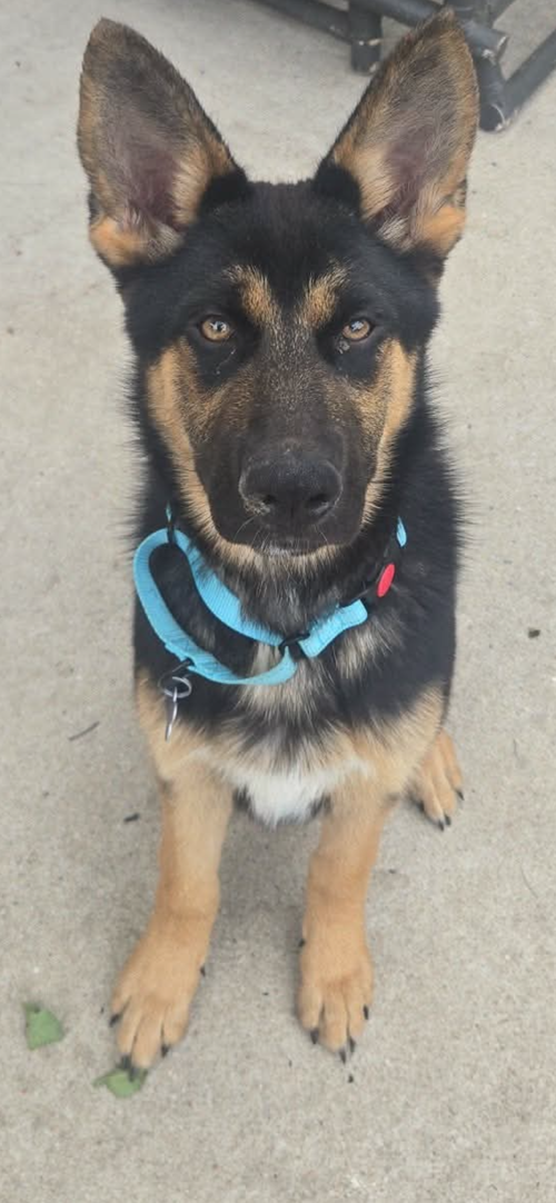 Ava, an adoptable German Shepherd Dog in SKOKIE, IL