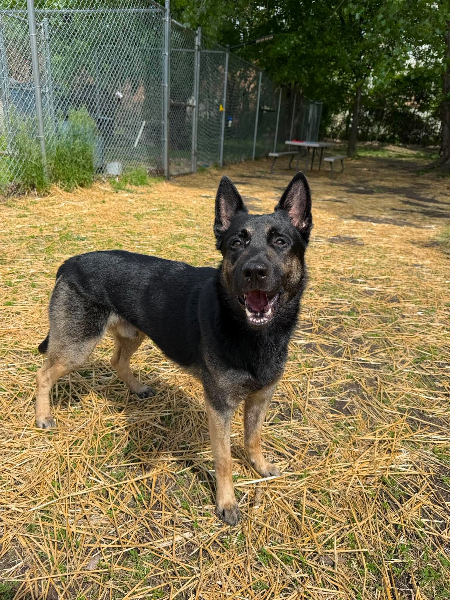Jacks (Mitch), German Shepherd Dog