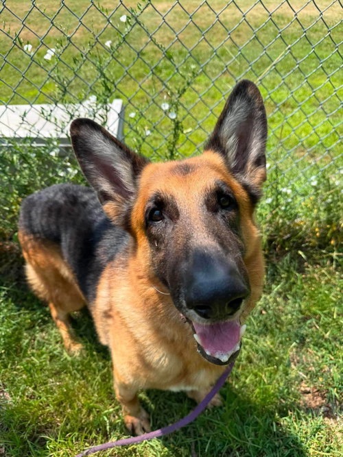 Poncho available through German Shepherd Rescue INC