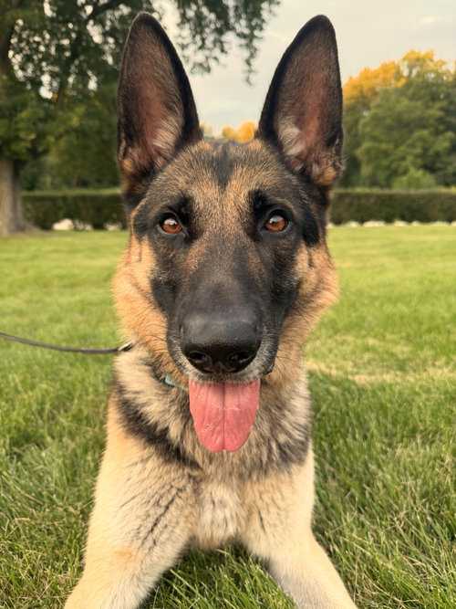 Remy available through German Shepherd Rescue INC