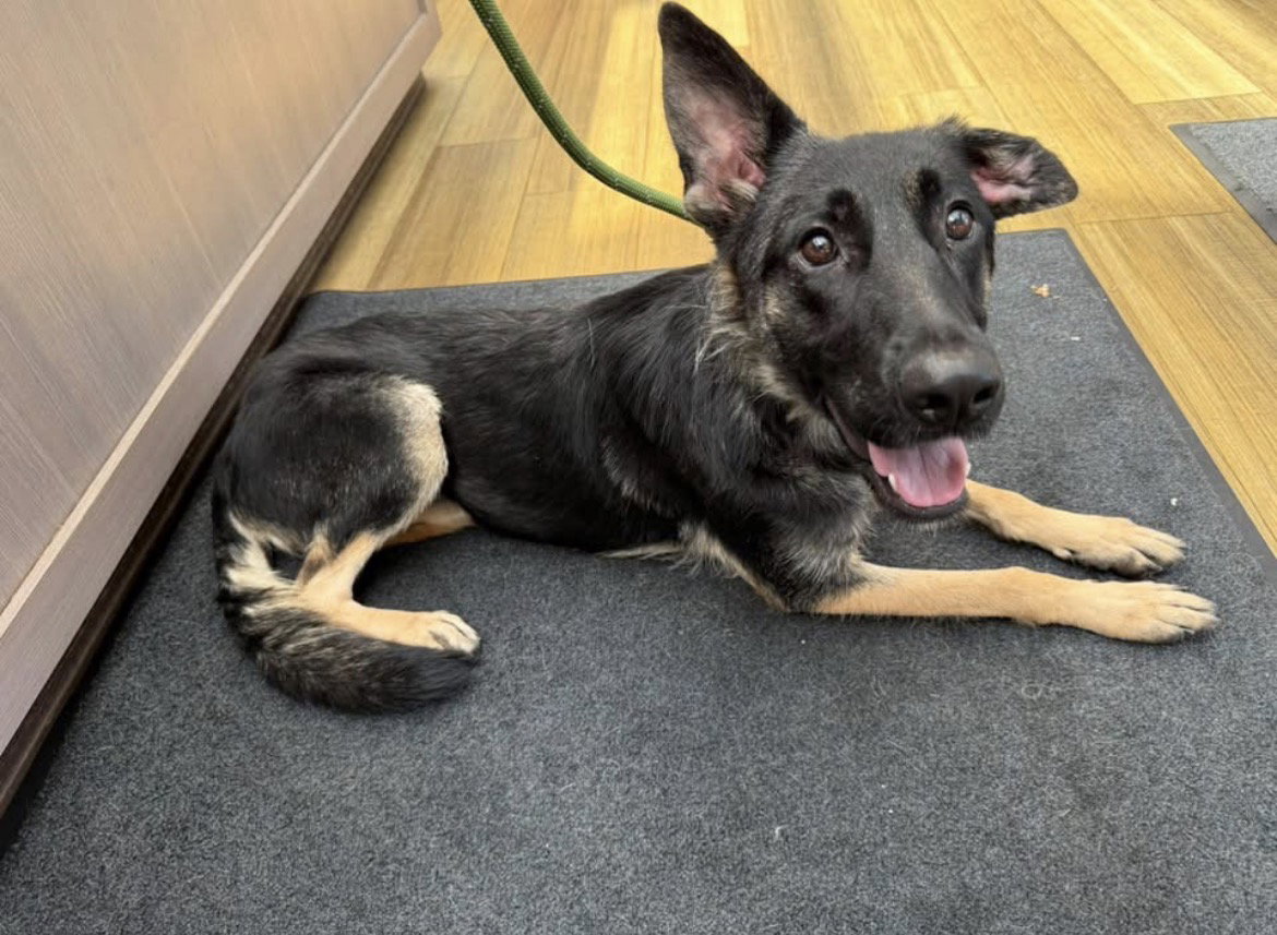 Ivy, German Shepherd Dog