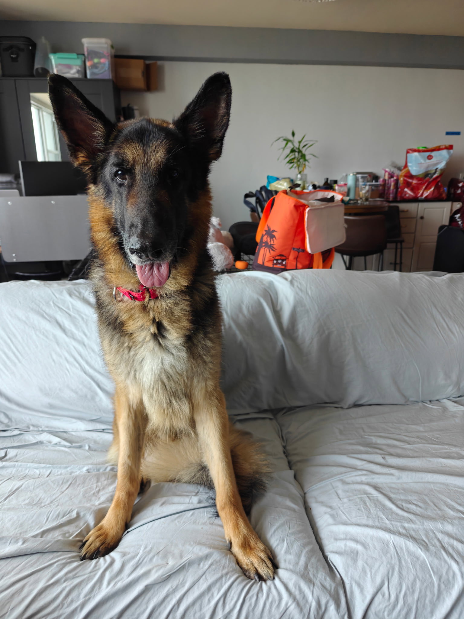 Otto, photo 4