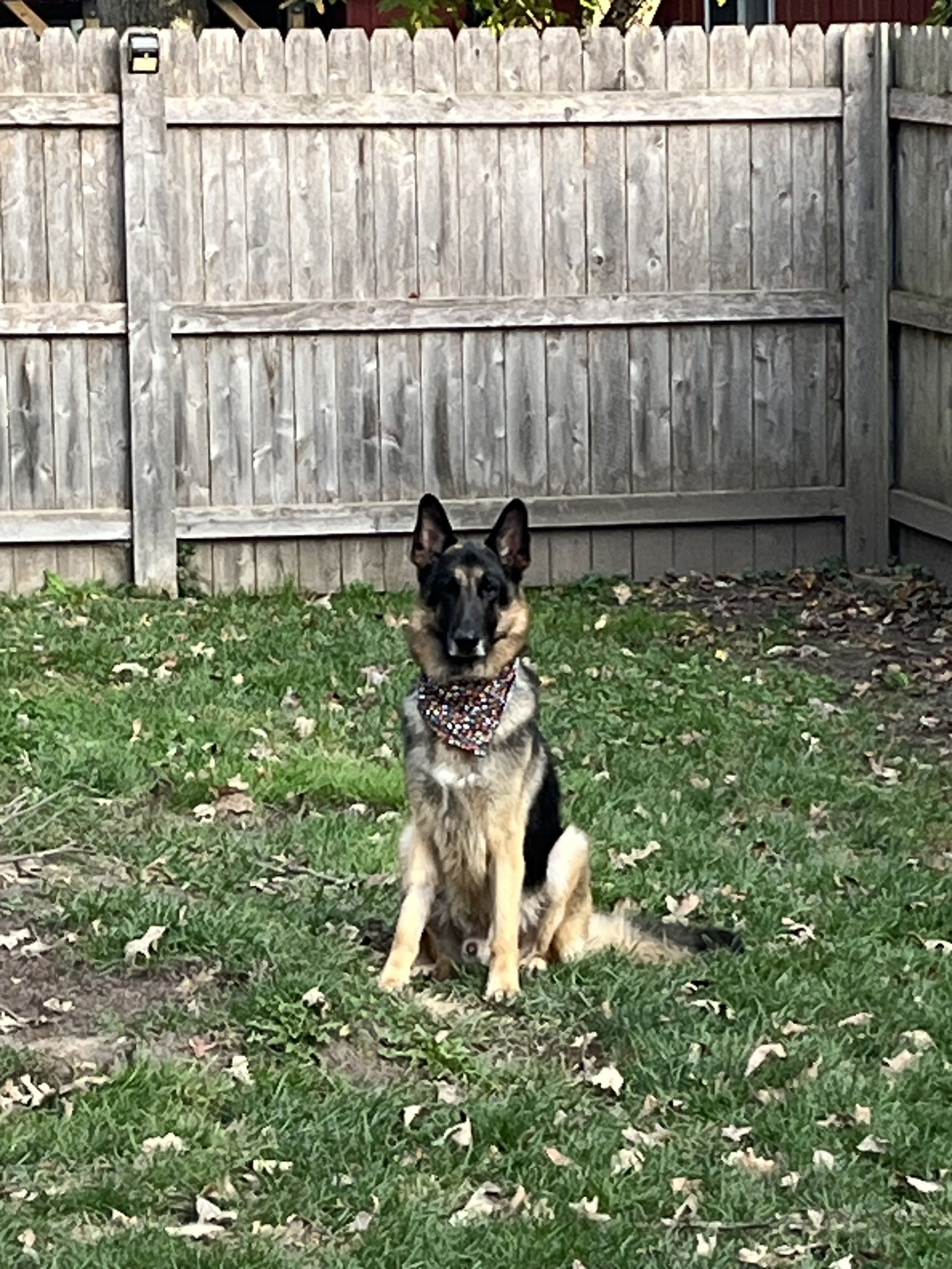 Otto, photo 5