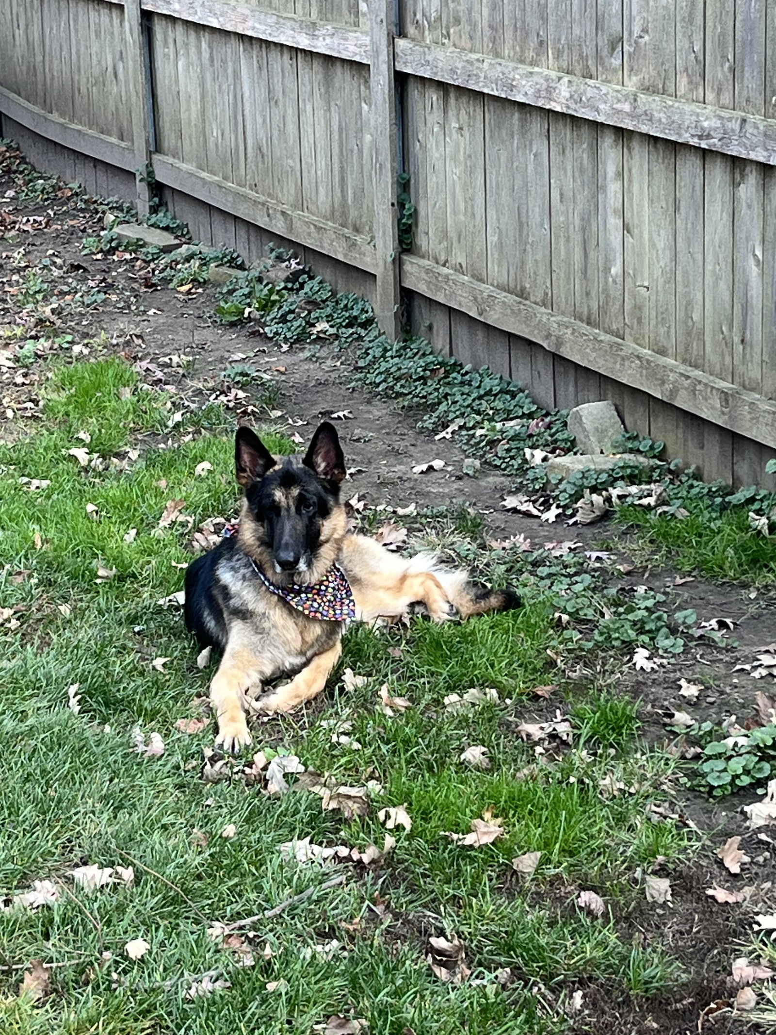 Otto, photo 6
