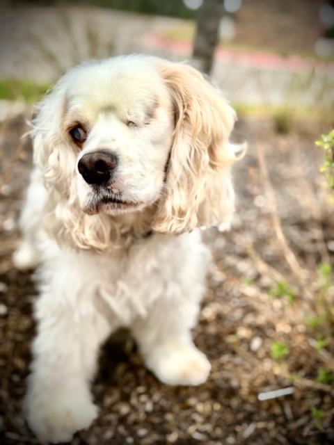 Cocker Spaniel
