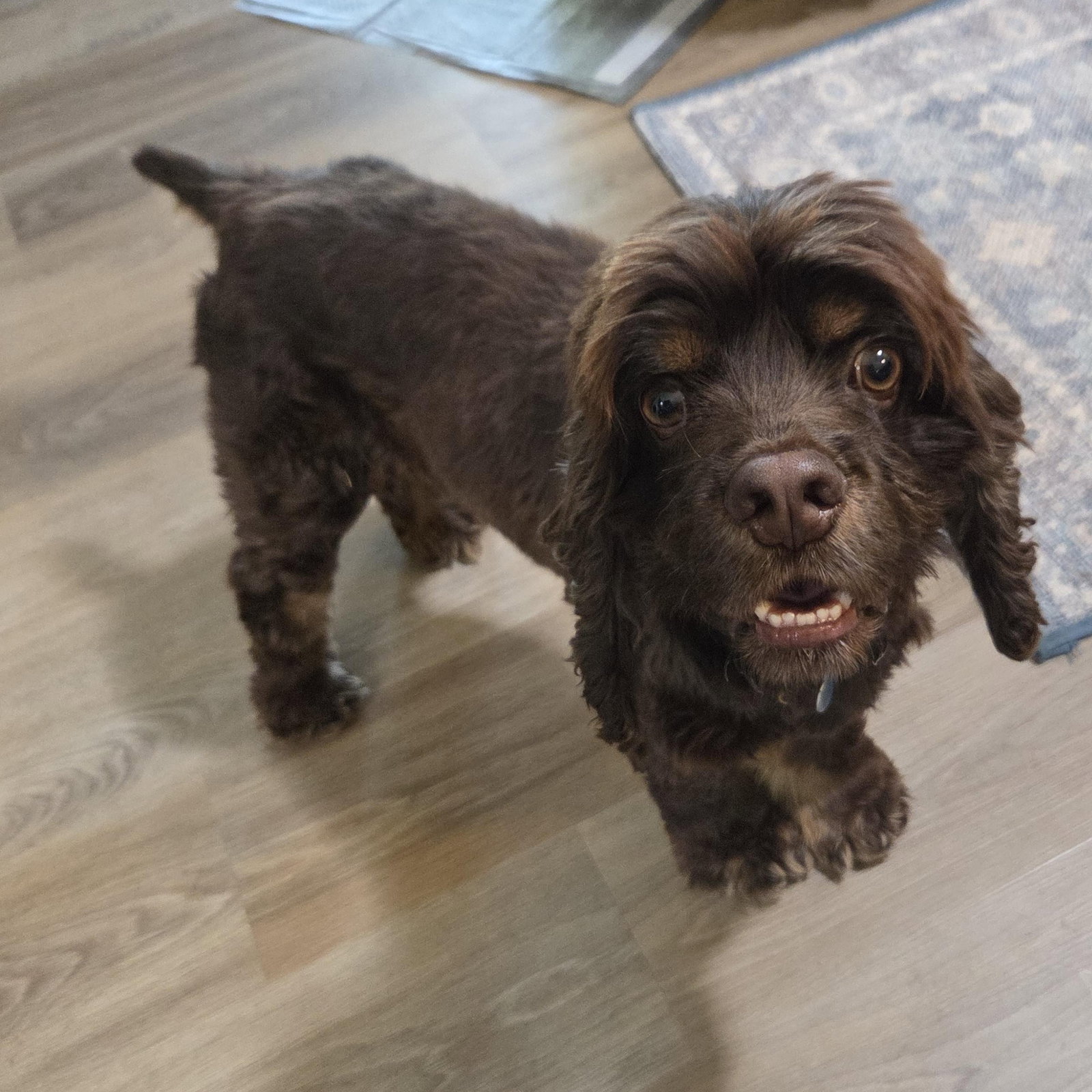 Cocker Spaniel