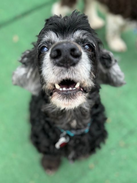 Cocker Spaniel