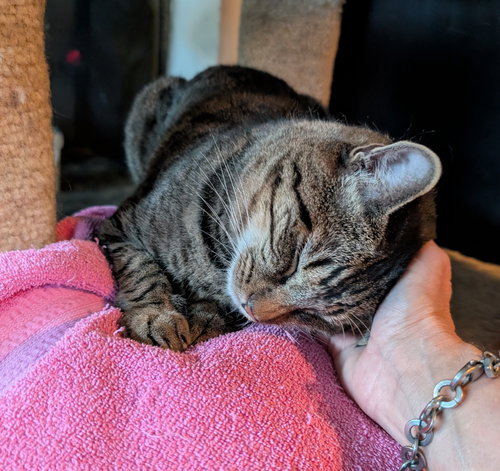 Brody, Adult Domestic Short Hair (short coat), cat for adoption in Westminster, California