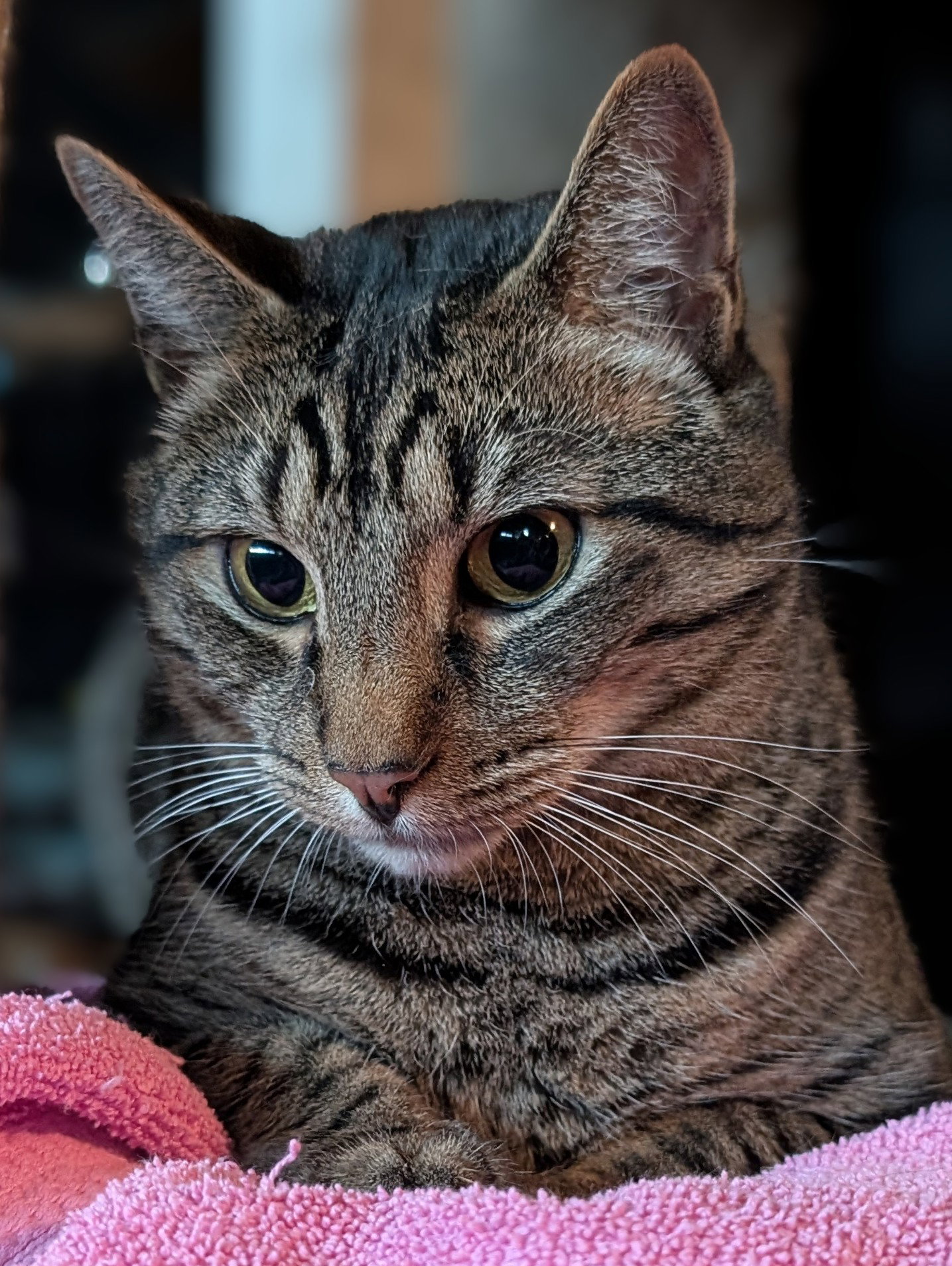 Brody, photo 3