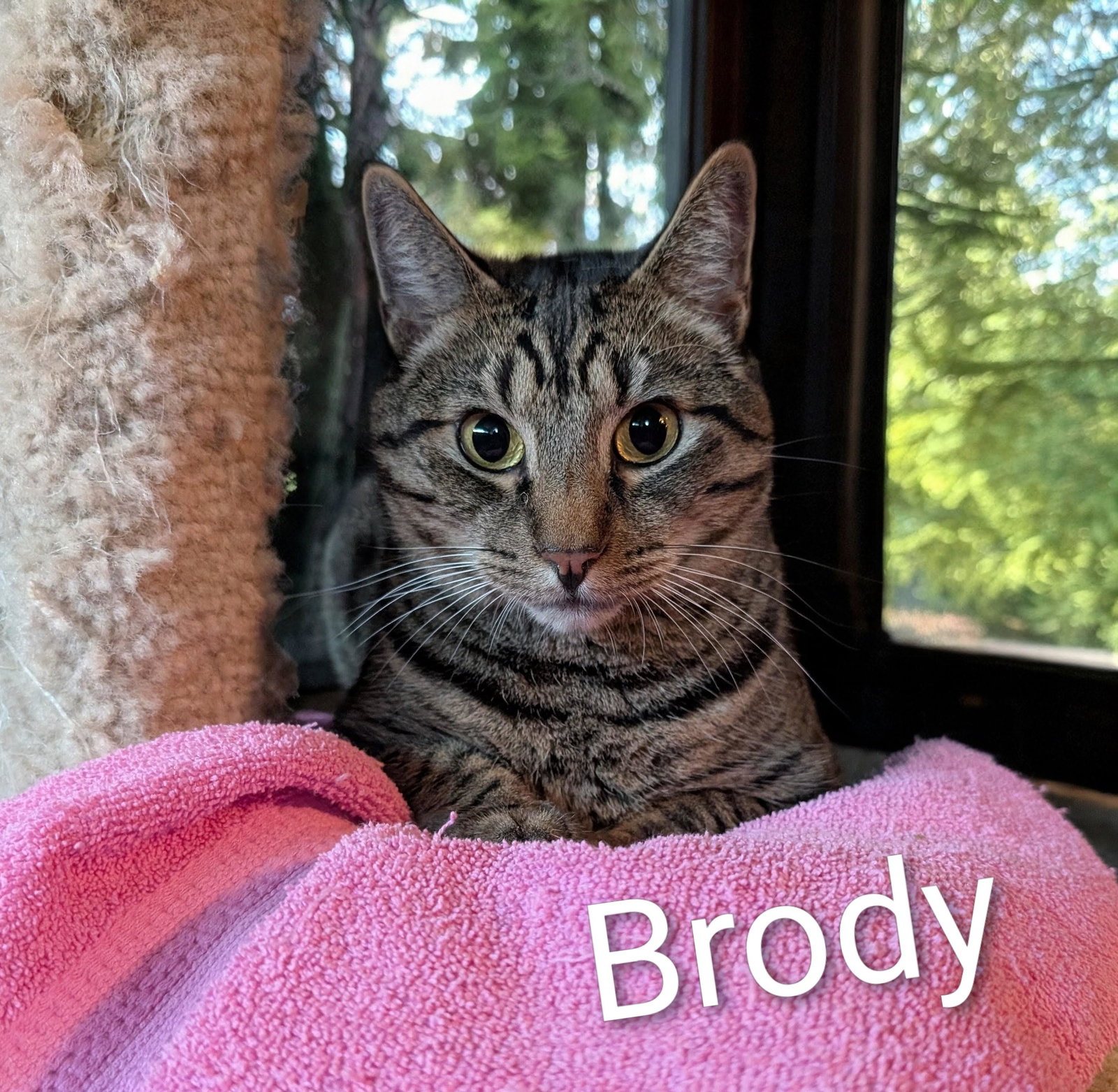 Brody, photo 4