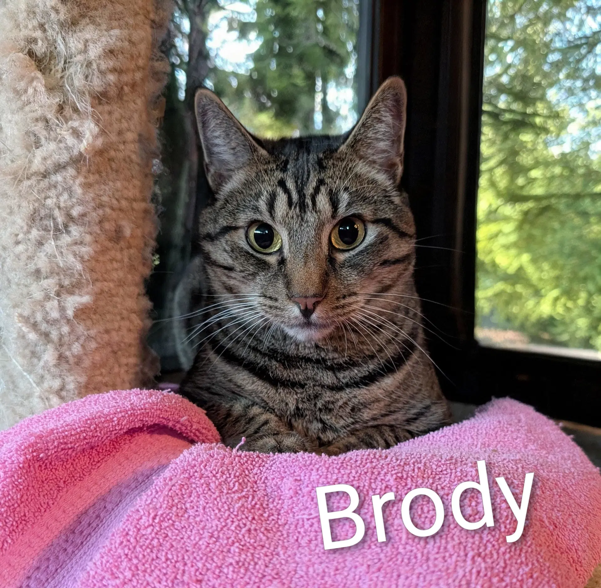 Brody image 4