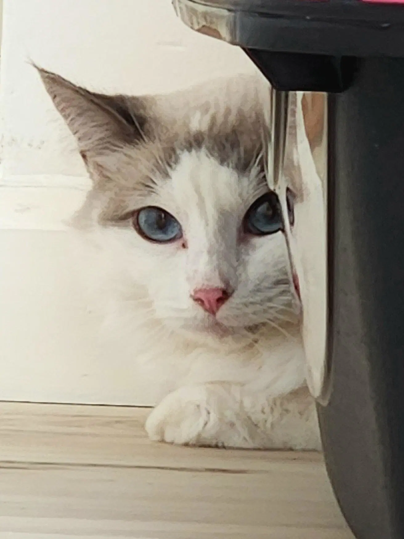 Cashmere - Siamese