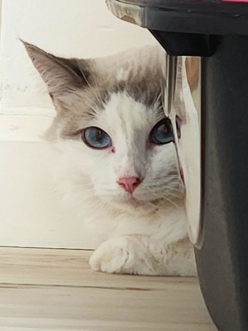 Cashmere, Adult Siamese / Tortoiseshell, cat for adoption in Westminster, California