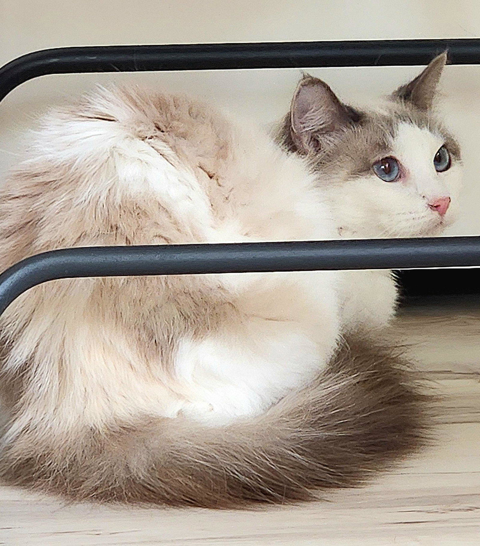 Cashmere (Out on Trial), photo 2
