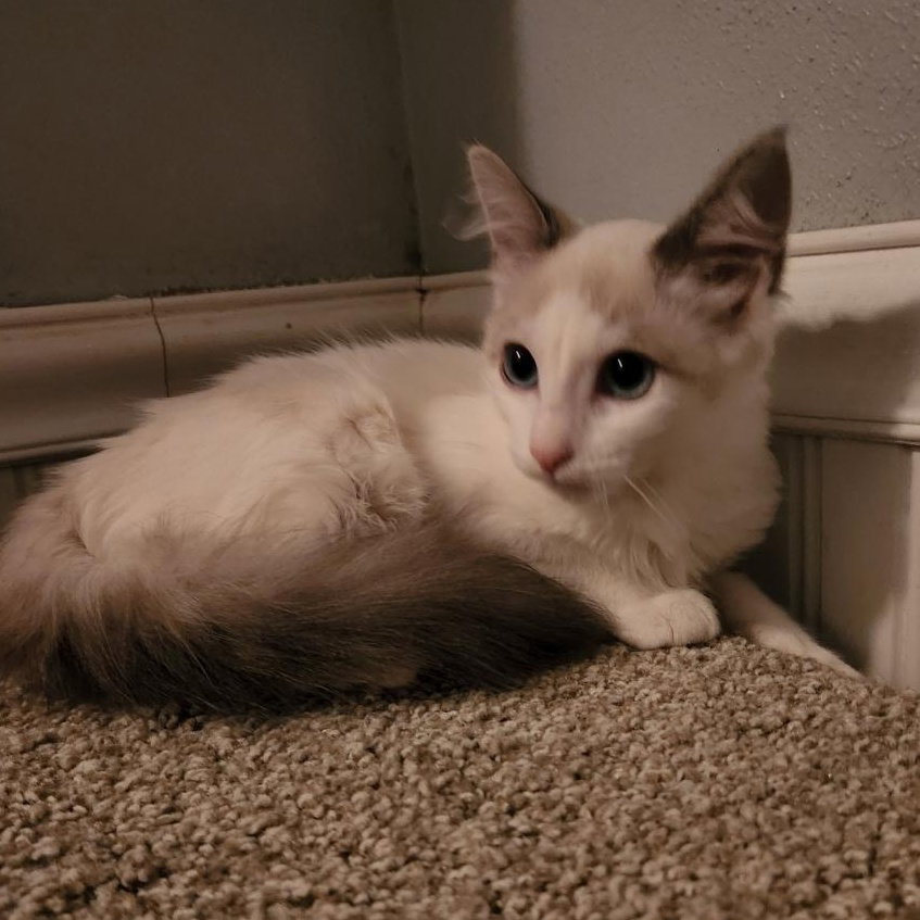 Cashmere (Out on Trial), photo 4