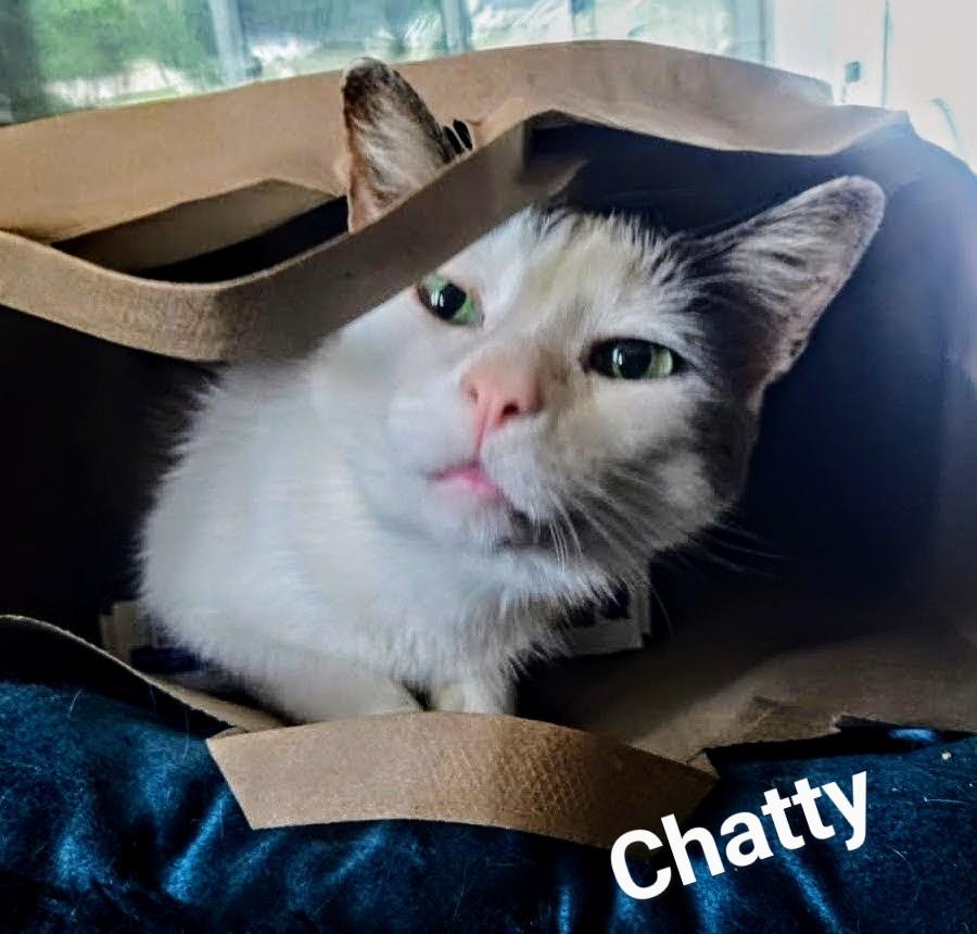 Chatty, photo 6