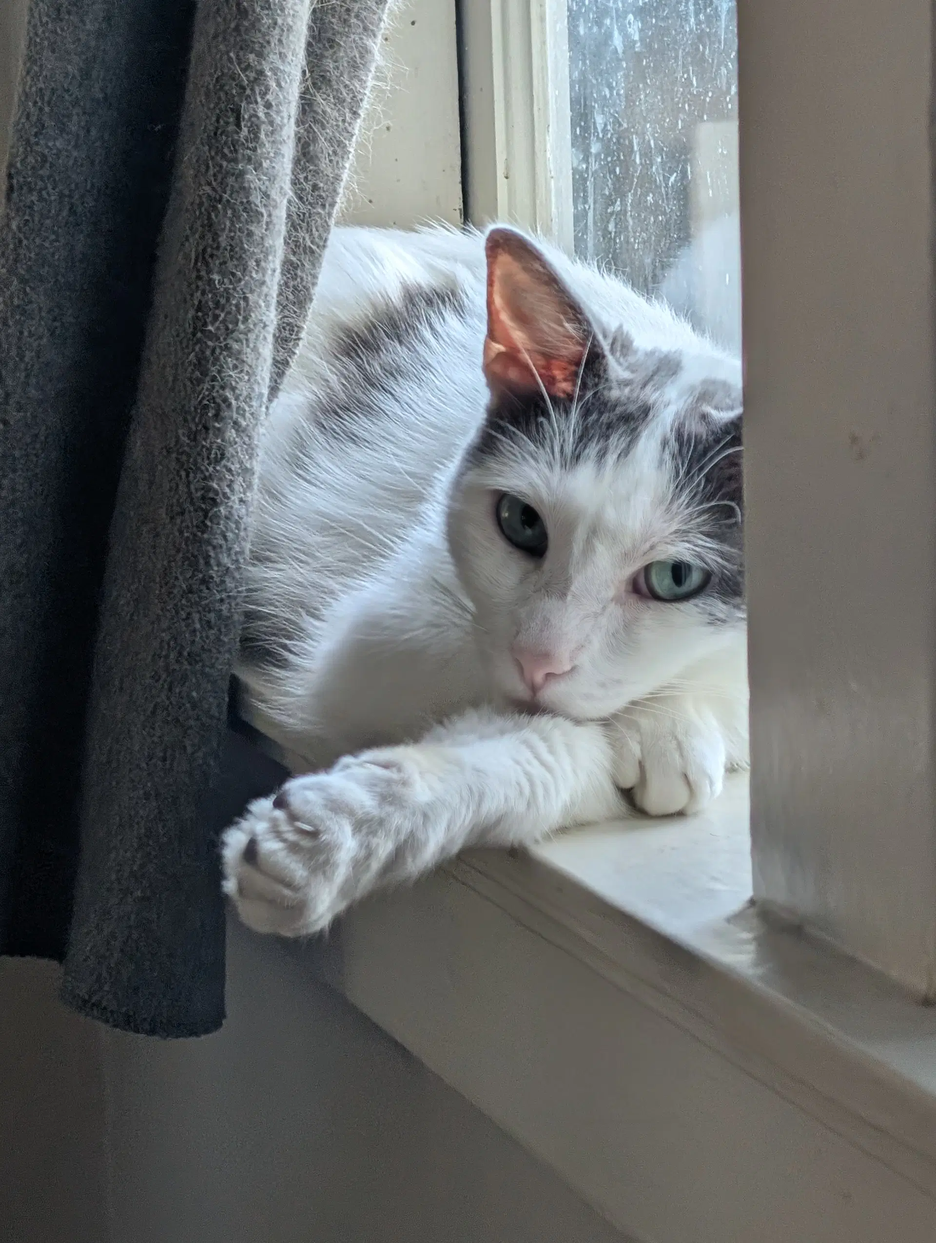 Chatty - Turkish Van