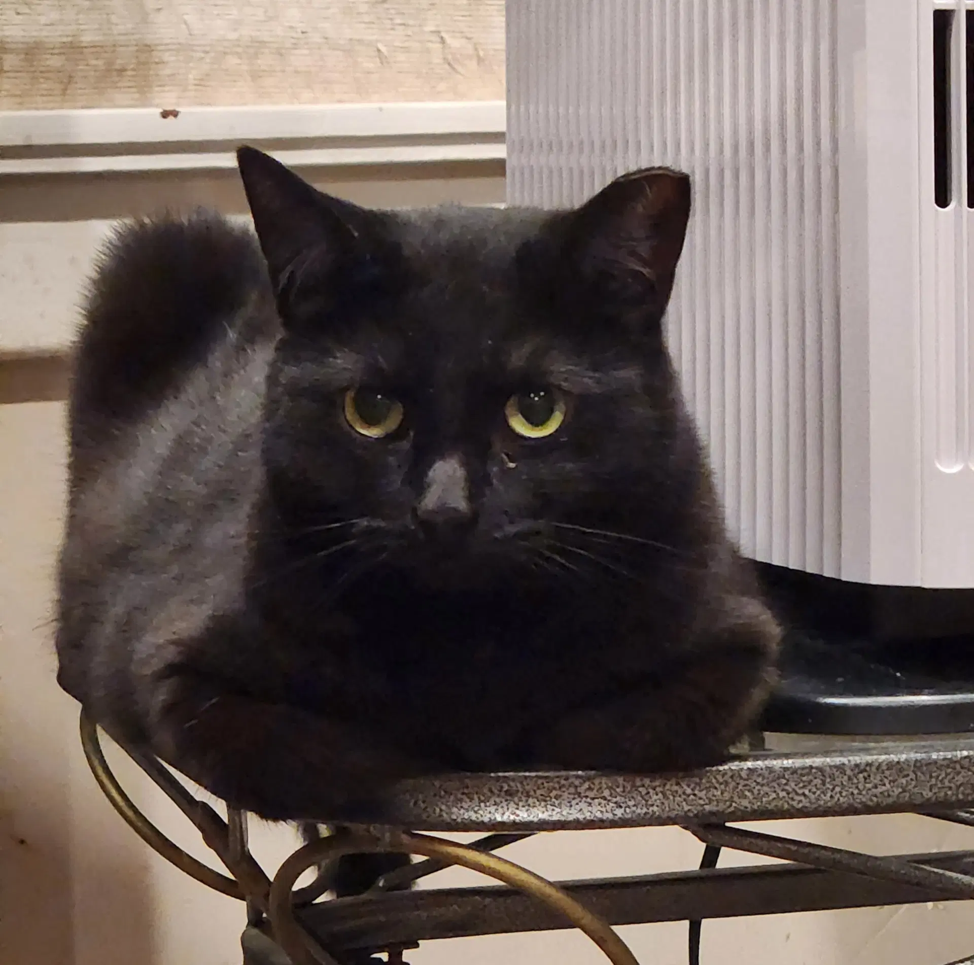 Cipher - Domestic Short Hair