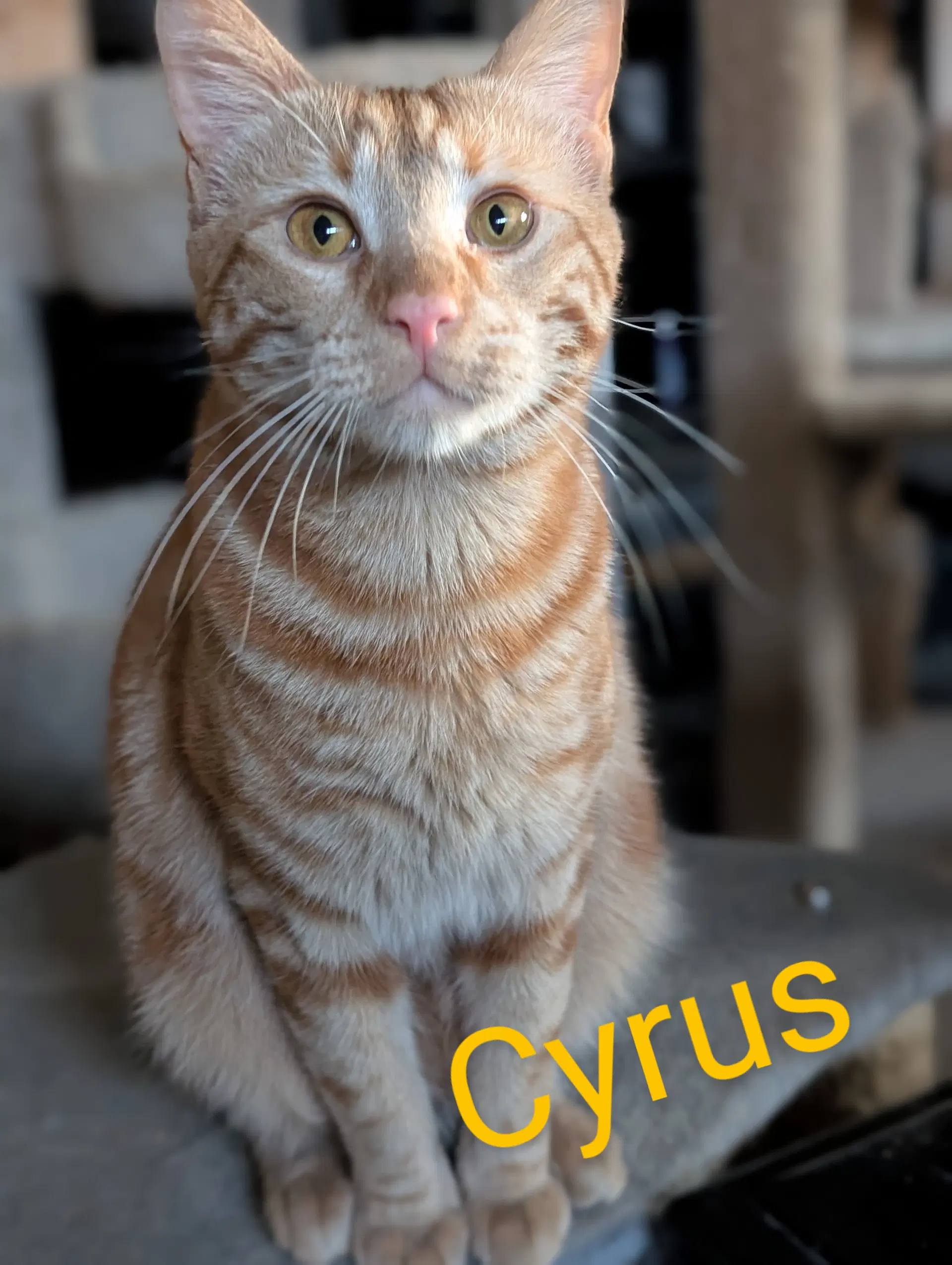 Cyrus - Tabby