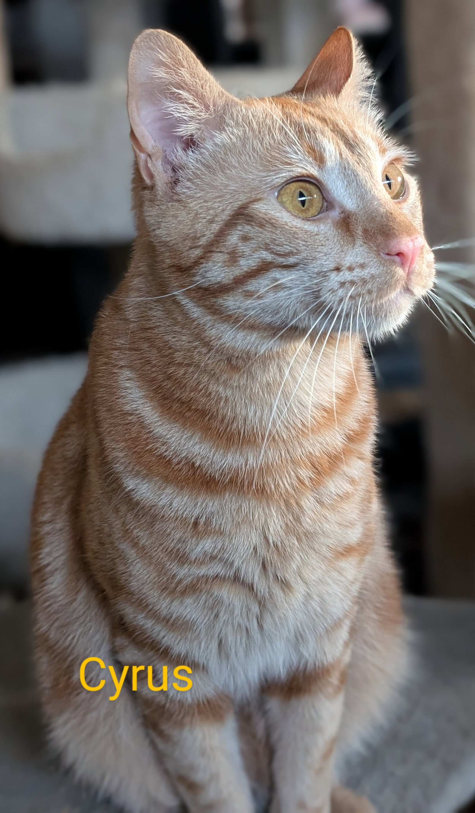 Cyrus, photo 2