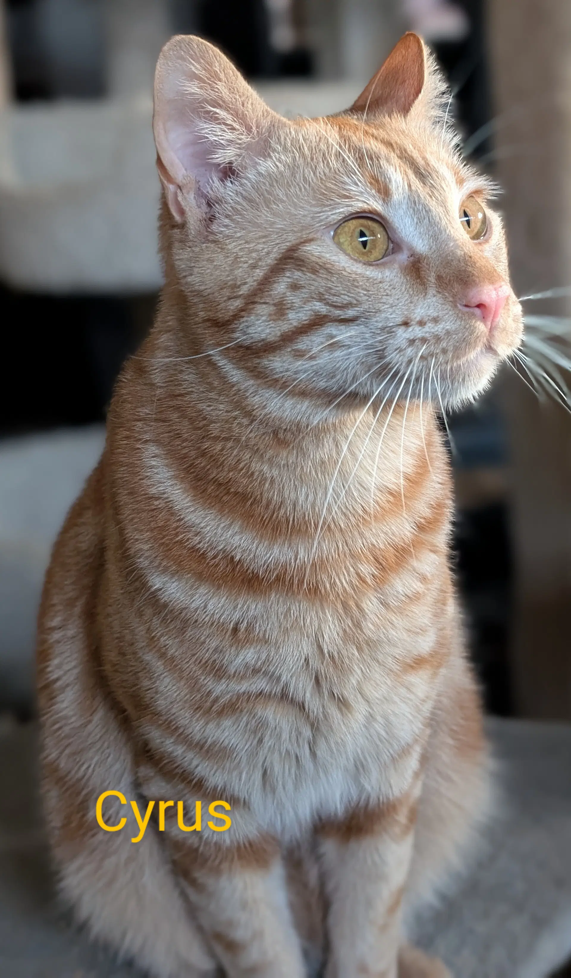 Cyrus image 2