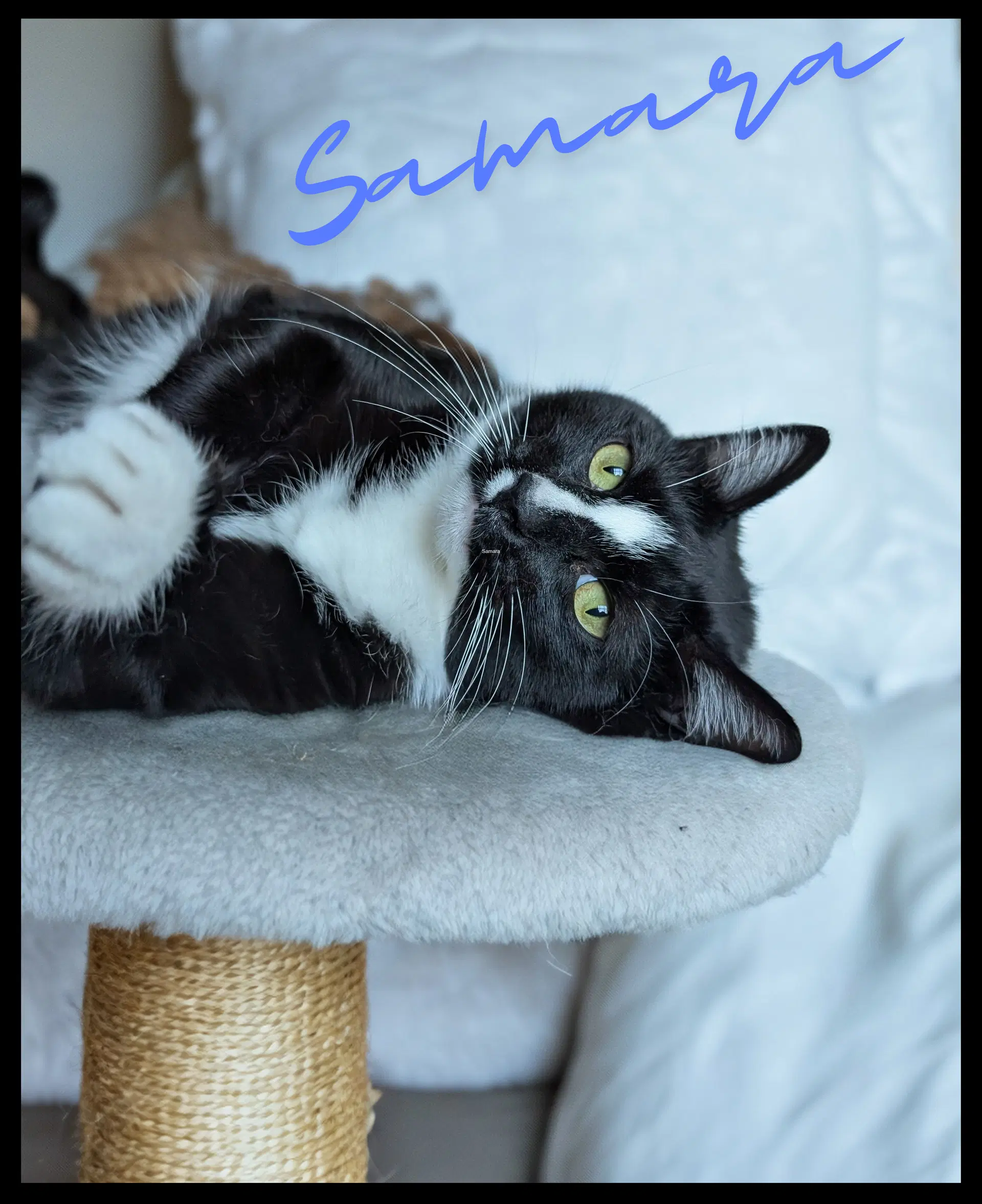 Samara - Tuxedo