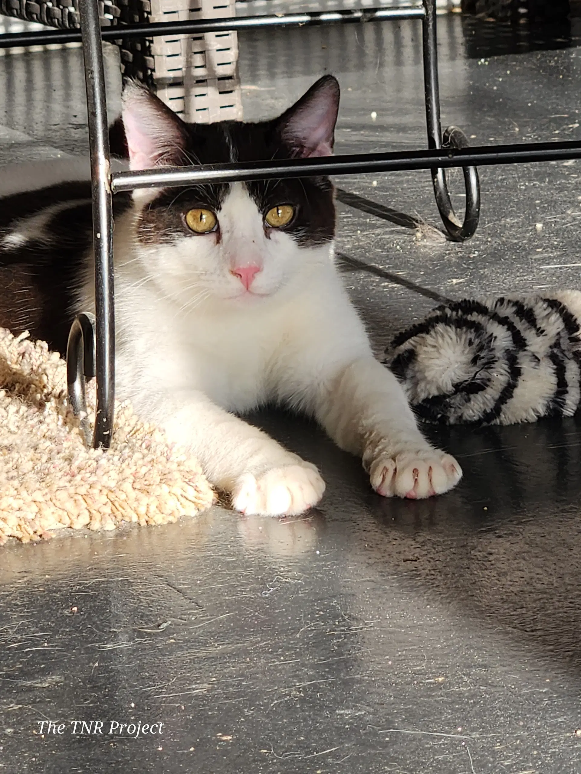 Miracle - Domestic Short Hair