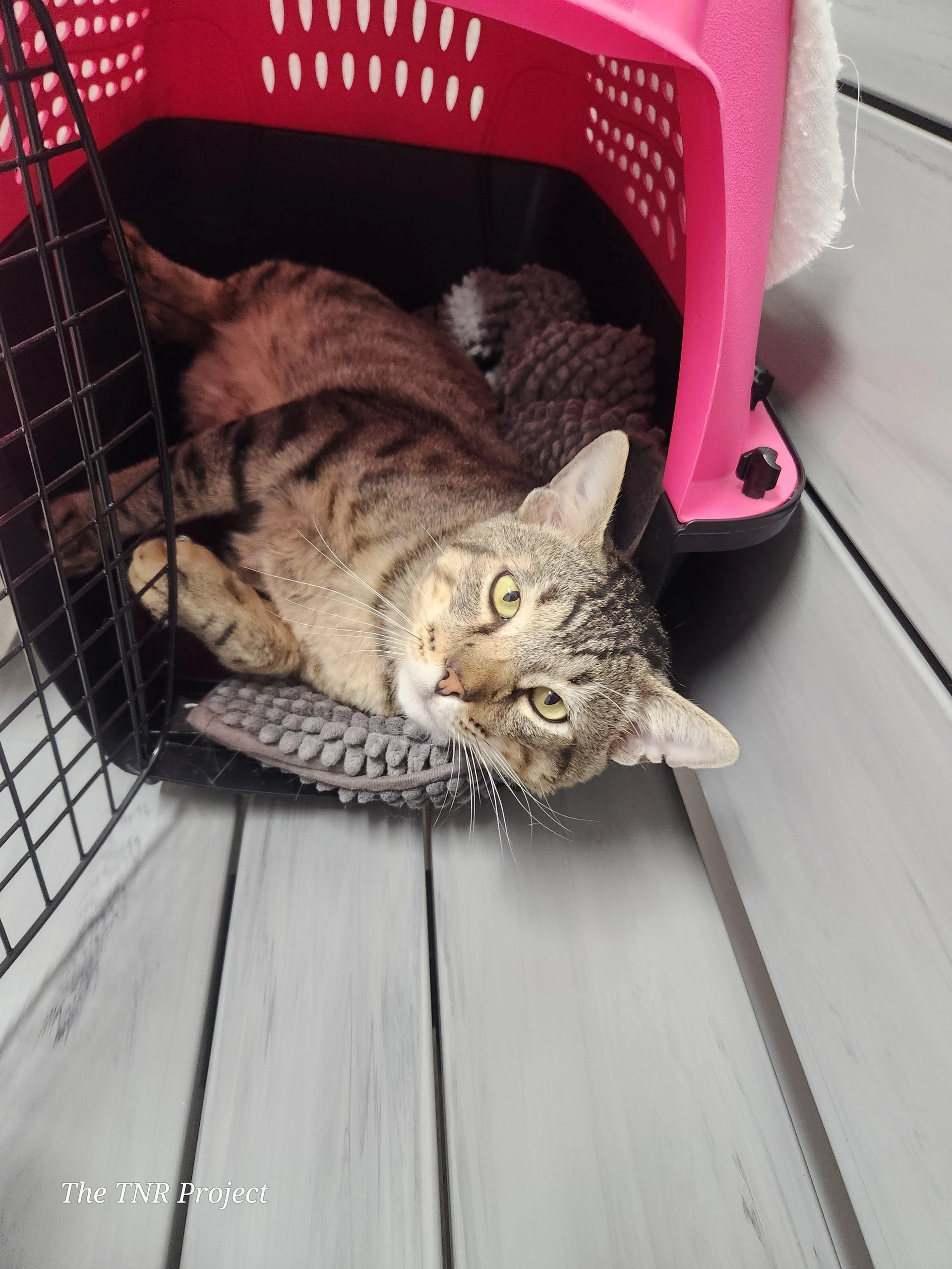 Lyon Fiv