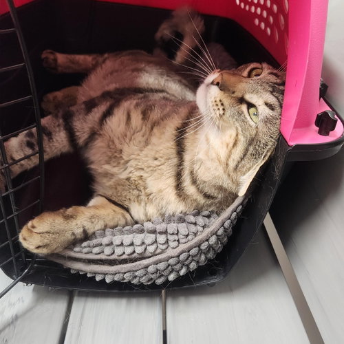 Photo 3 of Lyon (FIV+)